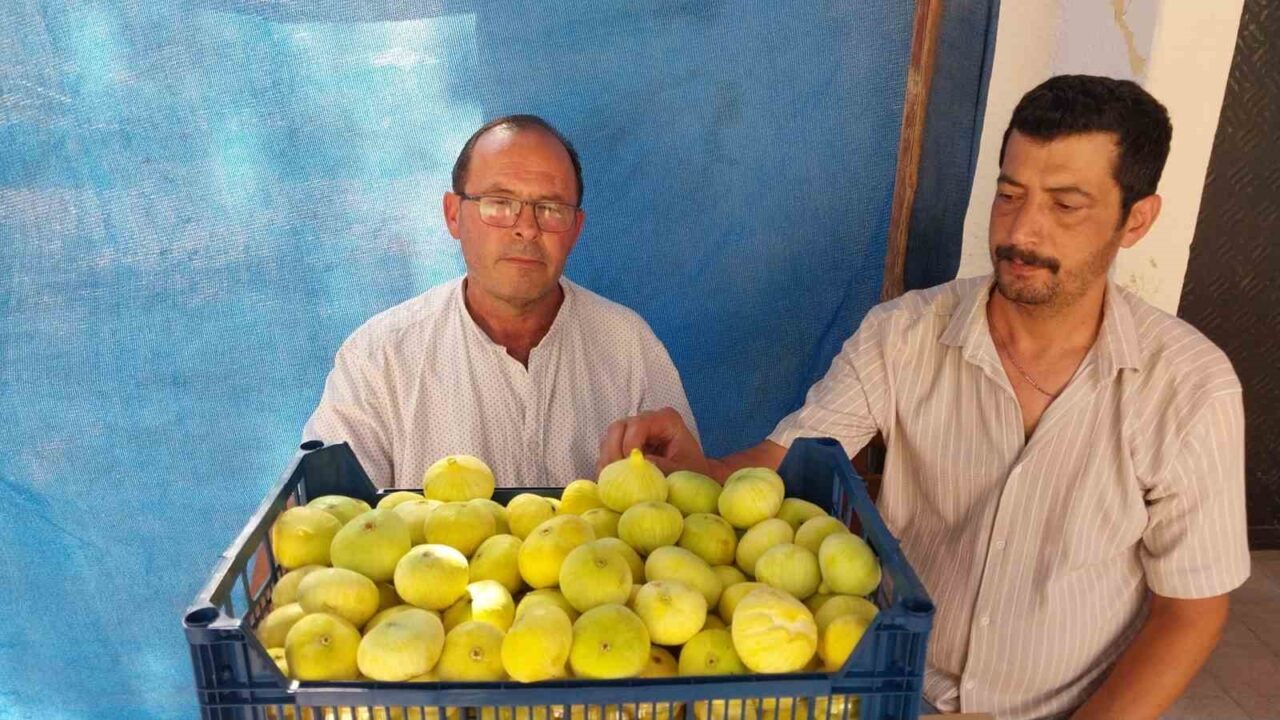 Mersin’in Mut ilçesinde ilk hasatta kilosu 200 liradan alıcı bulan