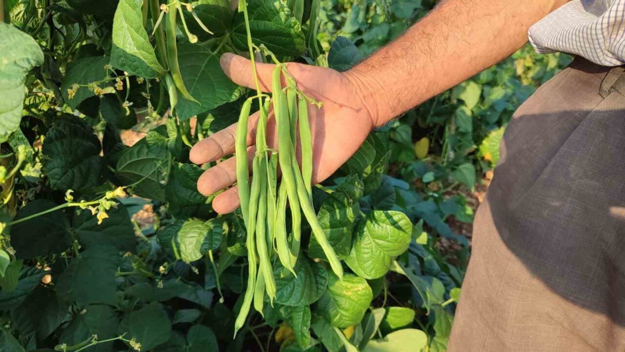 Denizli’nin Çameli ilçesinde tamamen doğal yöntemlerle yetiştirilen meşhur Çameli sırık