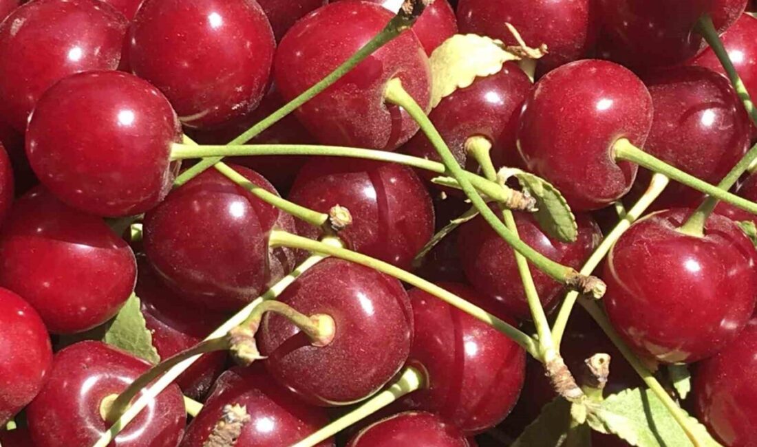 Türkiye’nin en kaliteli vişnesinin yetiştiği yerlerden olan Afyonkarahisar’ın Sultandağı ve