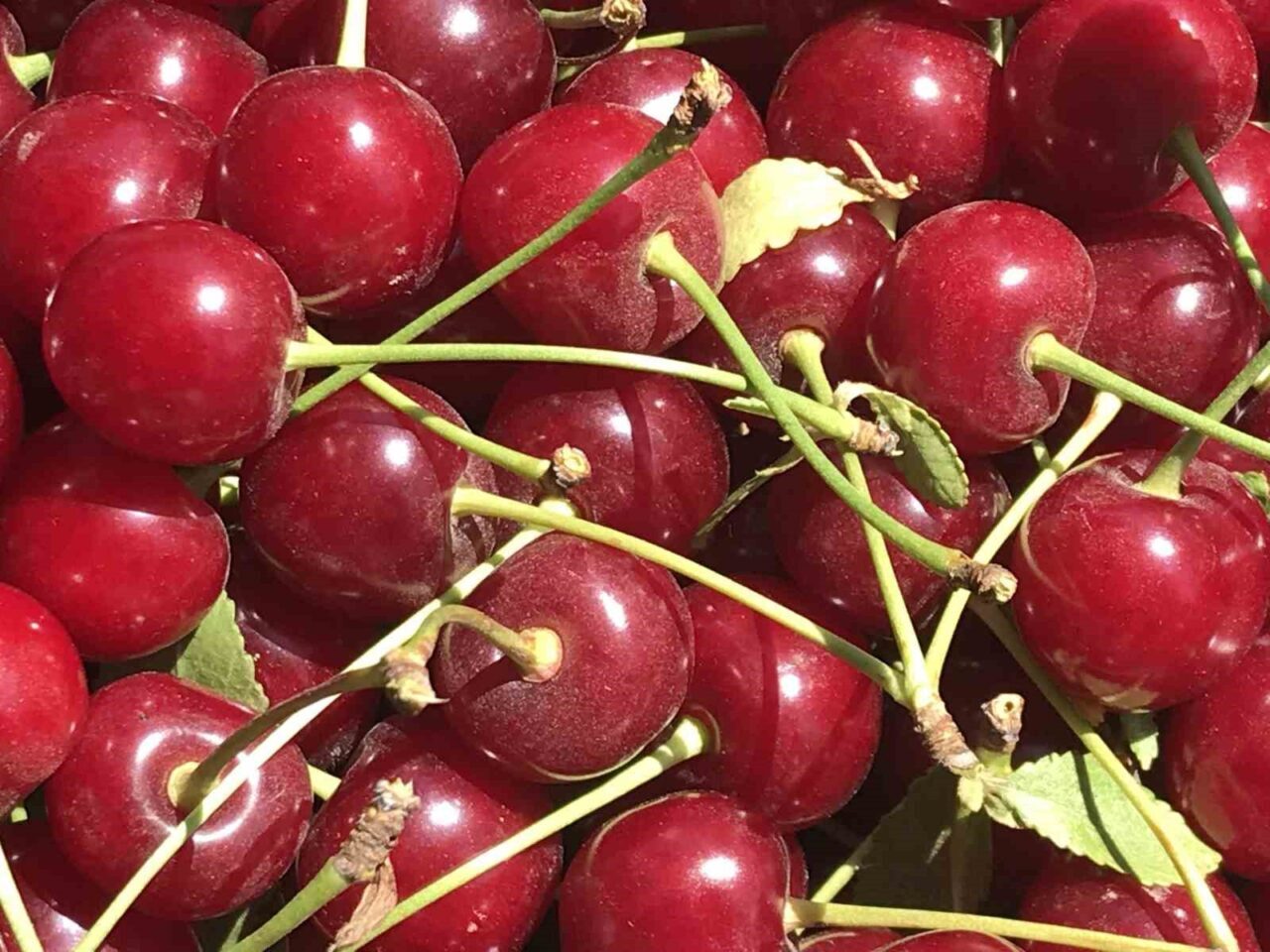 Türkiye’nin en kaliteli vişnesinin yetiştiği yerlerden olan Afyonkarahisar’ın Sultandağı ve