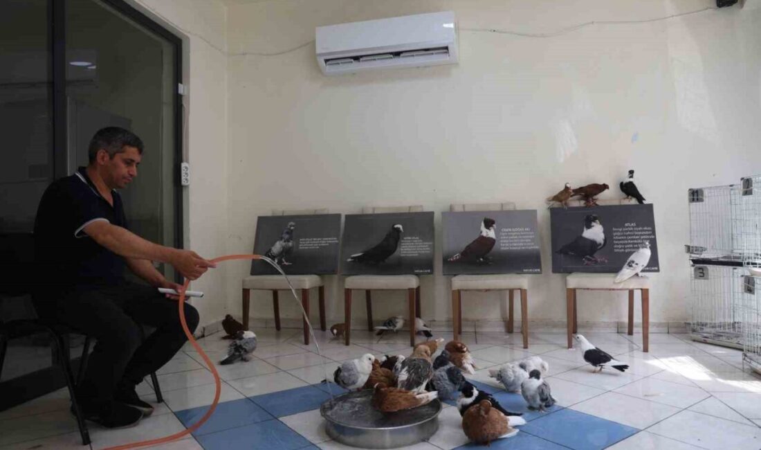 Diyarbakır’ın merkez Bağlar ilçesindeki “güvercin oteli”nde sahipleri tarafından kiralanan odalarda