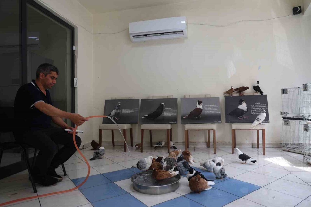 Diyarbakır’ın merkez Bağlar ilçesindeki “güvercin oteli”nde sahipleri tarafından kiralanan odalarda