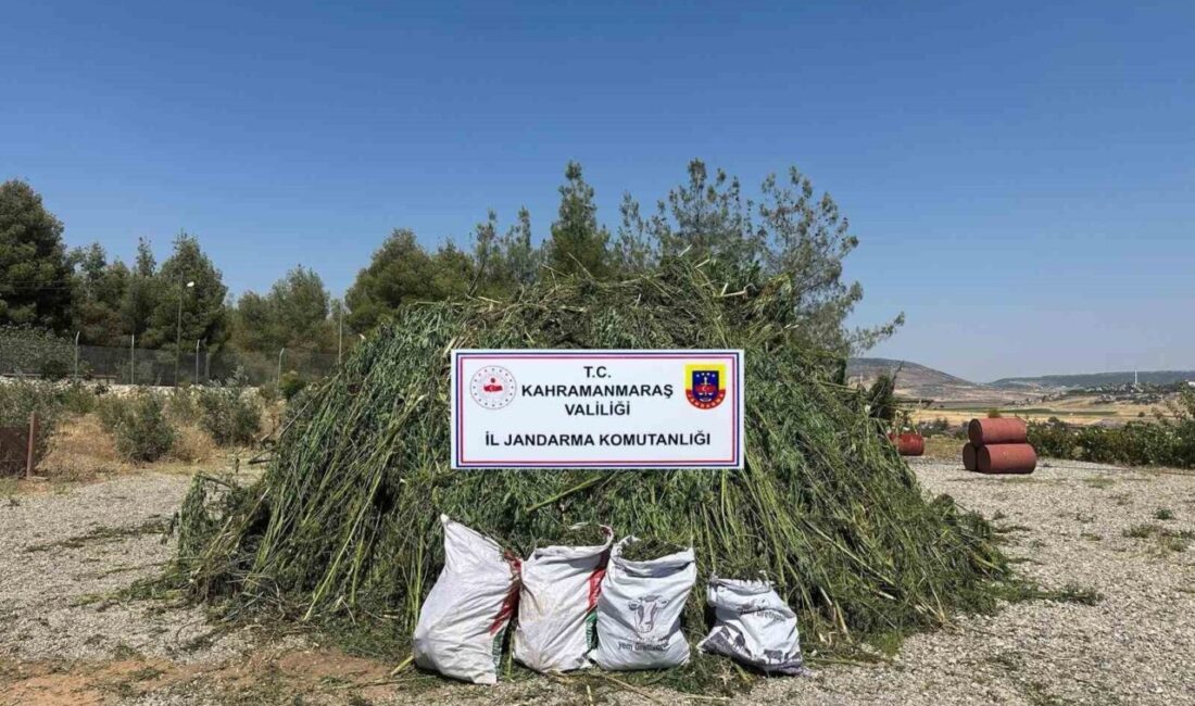 Kahramanmaraş’ta mısır tarlasına ekilen 45 bin kök kenevir ve 27