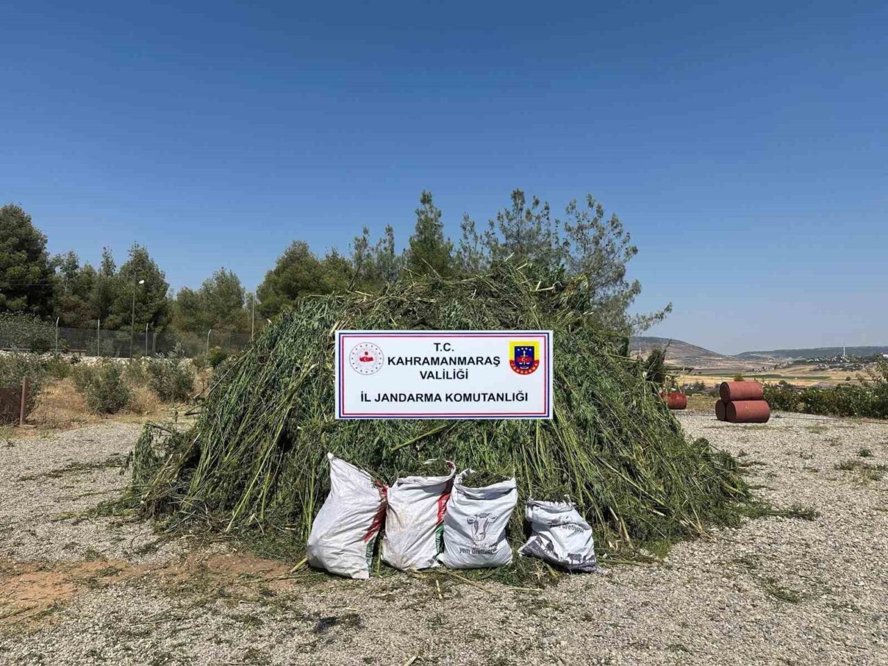 Kahramanmaraş’ta mısır tarlasına ekilen 45 bin kök kenevir ve 27