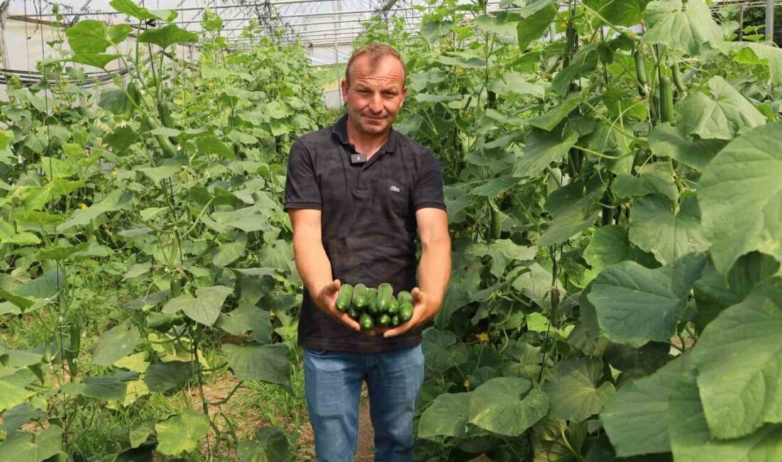 Kocaeli’de yüzde 50 hibeli gübre ve modern sera desteğinden yaralanan