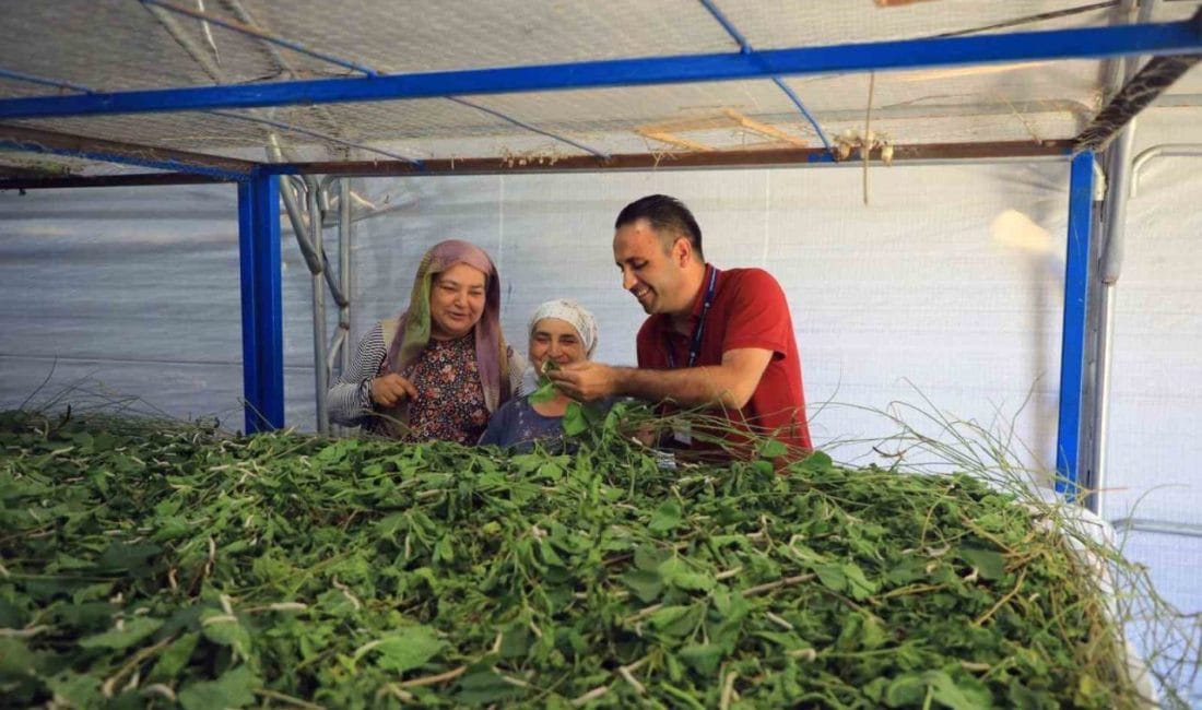 Muğla’nın kadim geçim kaynaklarından biri olan ipekböcekçiliğini canlandırmak amacıyla dut