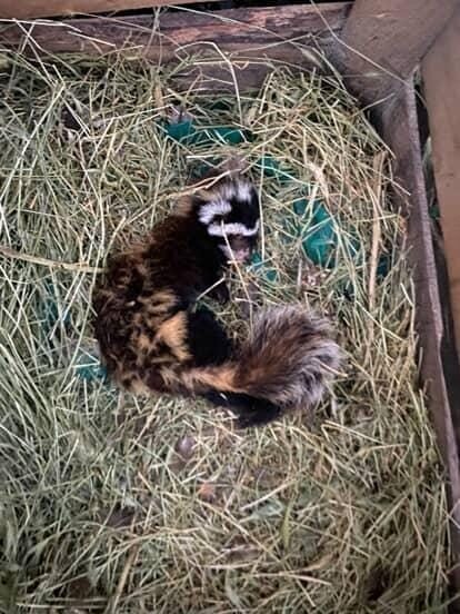 Muş’un Eşmepınar köyünde nesli tükenme tehlikesi altında bulunan ve Dünya