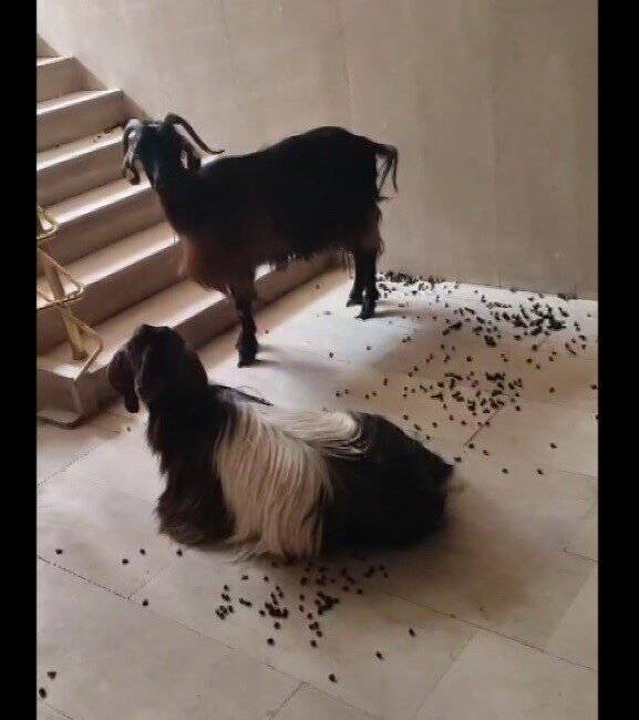 Muş’ta sıcaktan kaçan iki keçi apartmana girdi. Aşağı inmekte inat