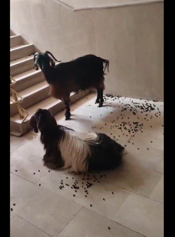 Muş’ta sıcaktan kaçan iki keçi apartmana girdi. Aşağı inmekte inat