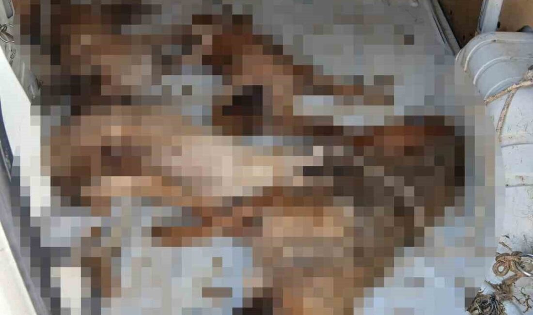 İzmir’de Dikili Belediyesi tarafından yapılan sokak hayvanı nakli faciayla sonuçlandı.