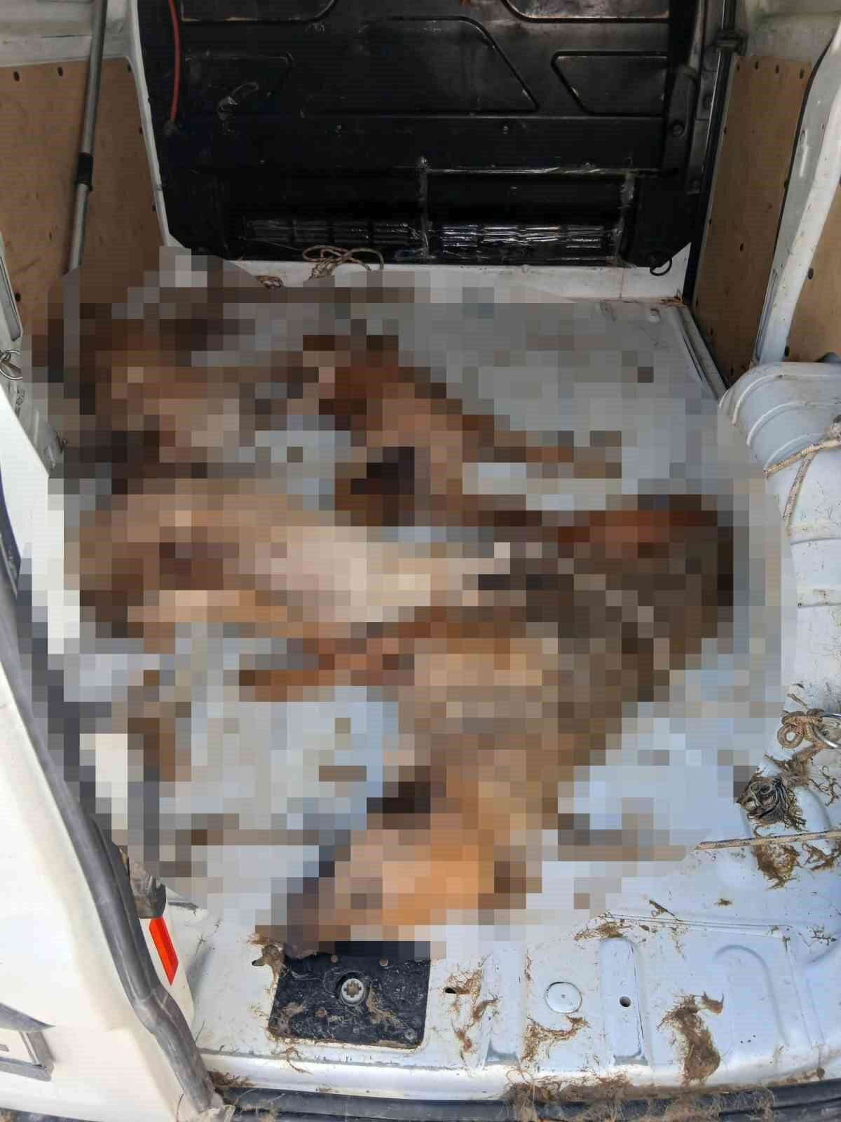 İzmir’de Dikili Belediyesi tarafından yapılan sokak hayvanı nakli faciayla sonuçlandı.