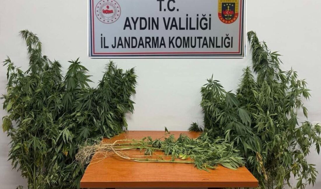 Aydın’ın Nazilli ilçesinde 2 farklı noktada gerçekleştirilen operasyonda ormanlık alanın