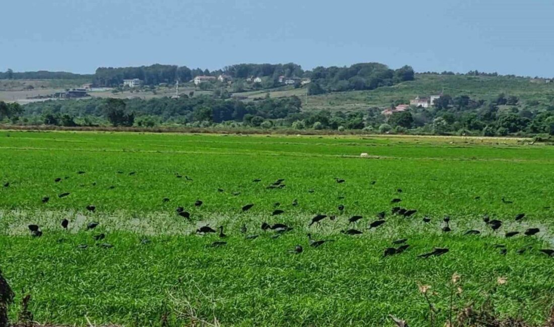 Sinop’ta nesli tehdit altındaki çeltikçi kuşları avlanırken görüntülendi. Türkiye’de nesli
