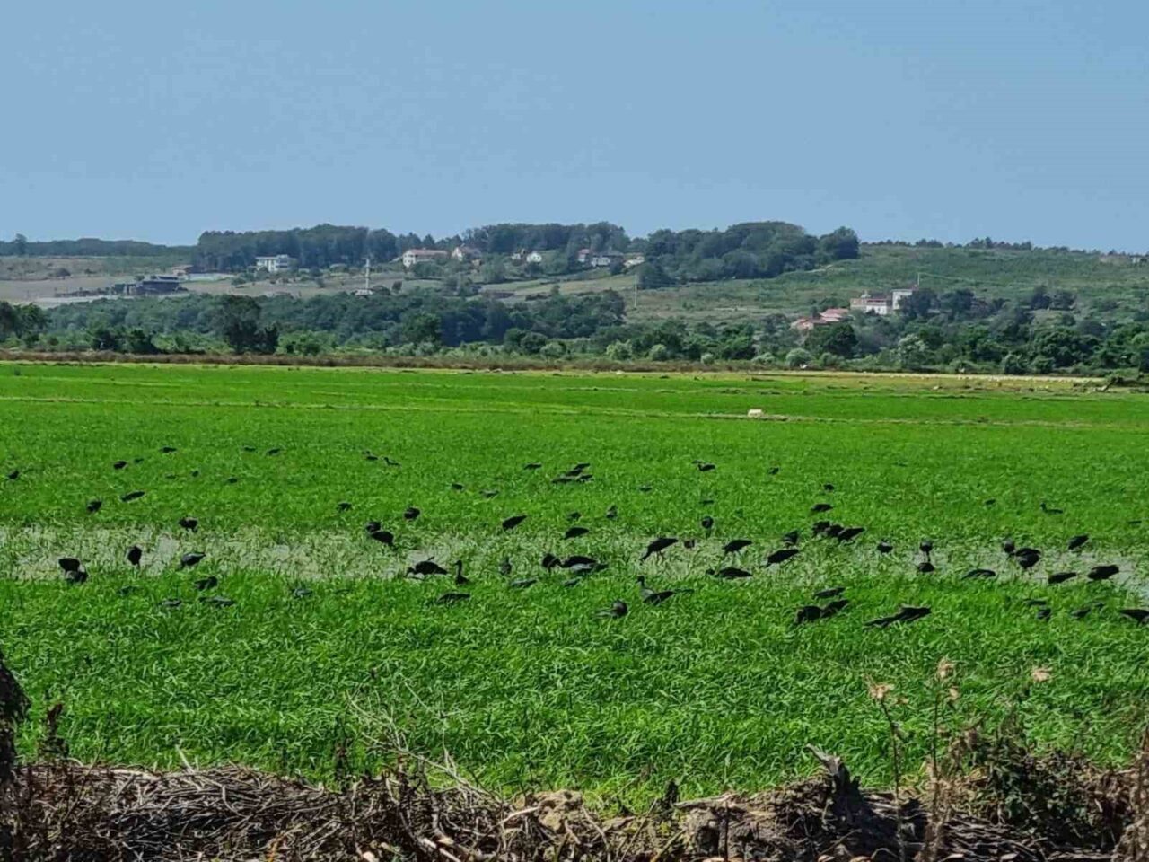 Sinop’ta nesli tehdit altındaki çeltikçi kuşları avlanırken görüntülendi. Türkiye’de nesli