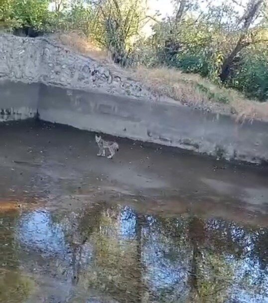 Elazığ’da nesli tehdit altındaki vaşak görüntülendi. Dünya Doğa ve Doğal