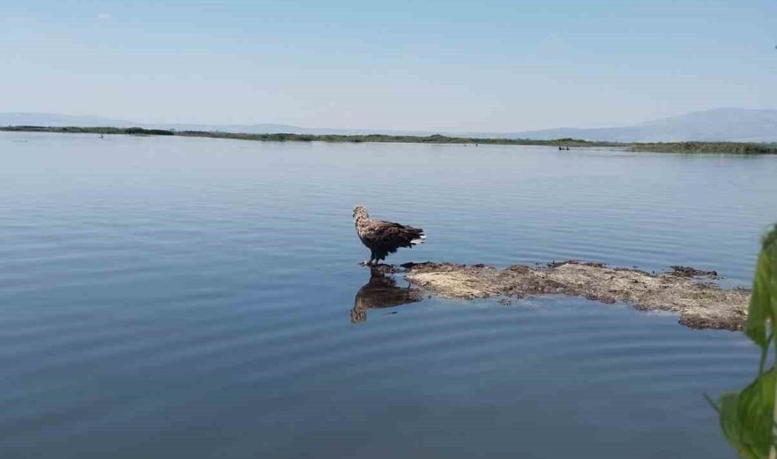 Nesli tükenme tehlikesi altındaki Ak Kuyruklu Kartal, birçok canlıya ev