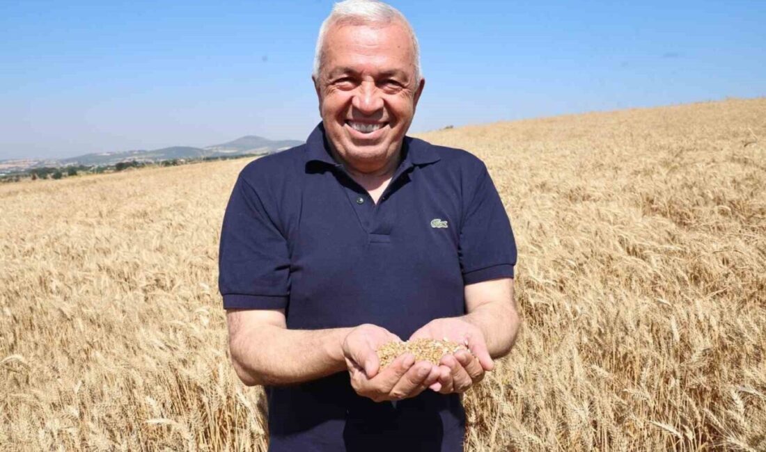 Nilüfer Belediyesi’nin NİLKOOP iş birliği ile ekimini gerçekleştirdiği buğdayın ilk