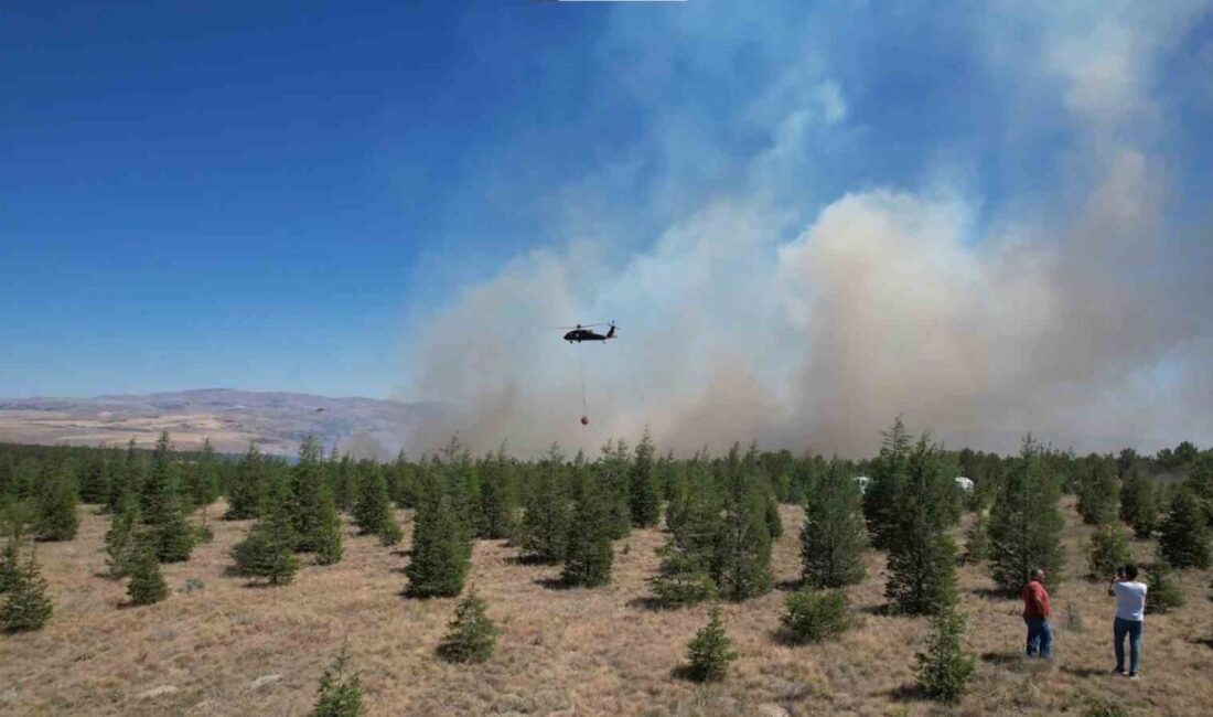 Ankara’da Orta Doğu Teknik Üniversitesi (ODTÜ) ormanlık alanında çıkan yangın