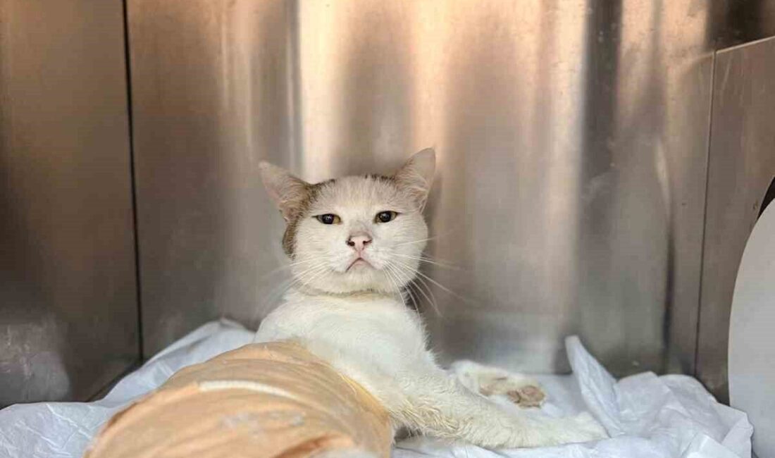 Burdur merkeze bağlı Yarıköy’de vatandaşlarca havalı tüfekle vurulmuş halde bulunan