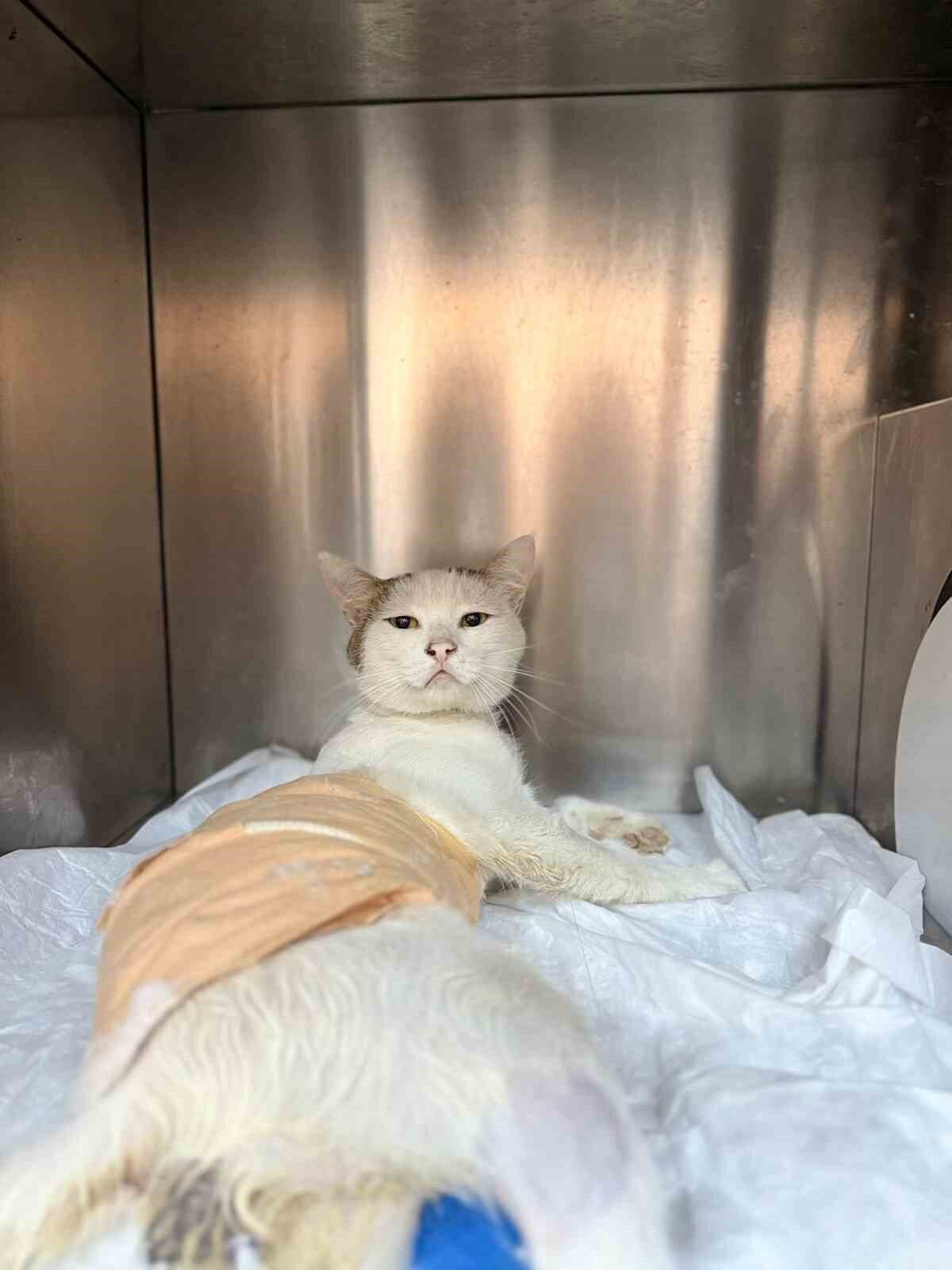 Burdur merkeze bağlı Yarıköy’de vatandaşlarca havalı tüfekle vurulmuş halde bulunan