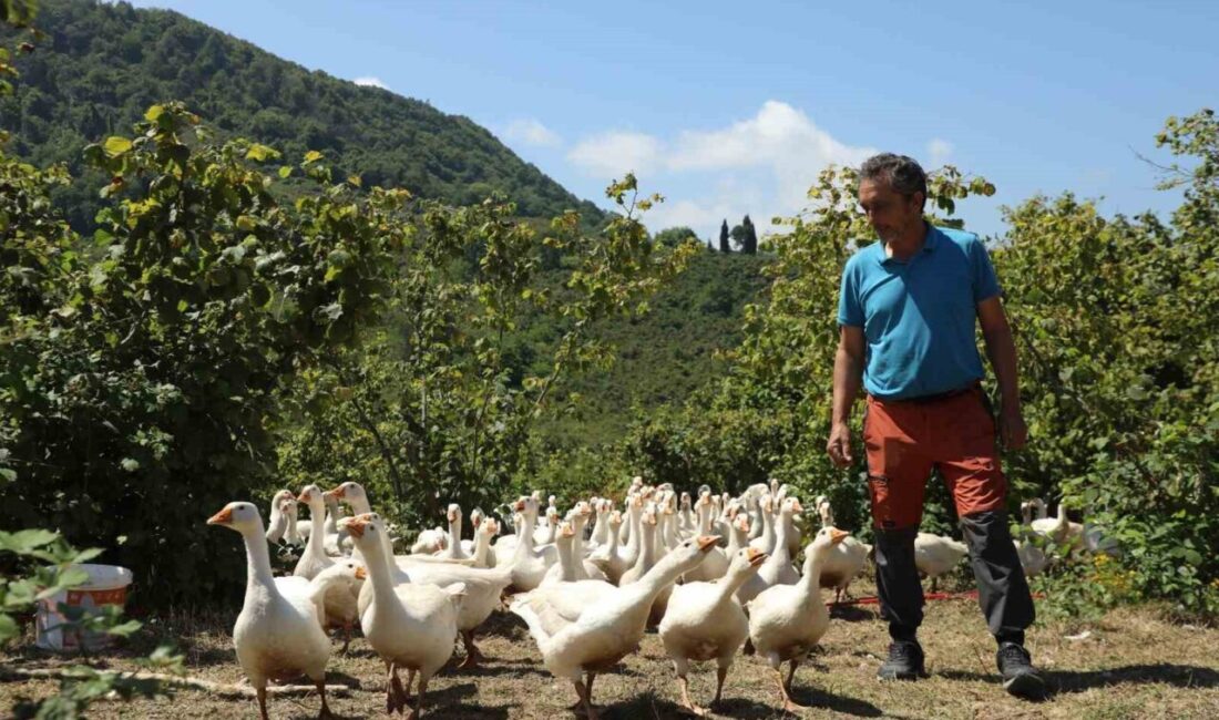Ordu Büyükşehir Belediyesi’nin geçen yıllarda ‘alım garantisi’ ile başlattığı kaz