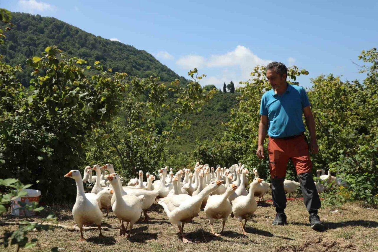 Ordu Büyükşehir Belediyesi’nin geçen yıllarda ‘alım garantisi’ ile başlattığı kaz
