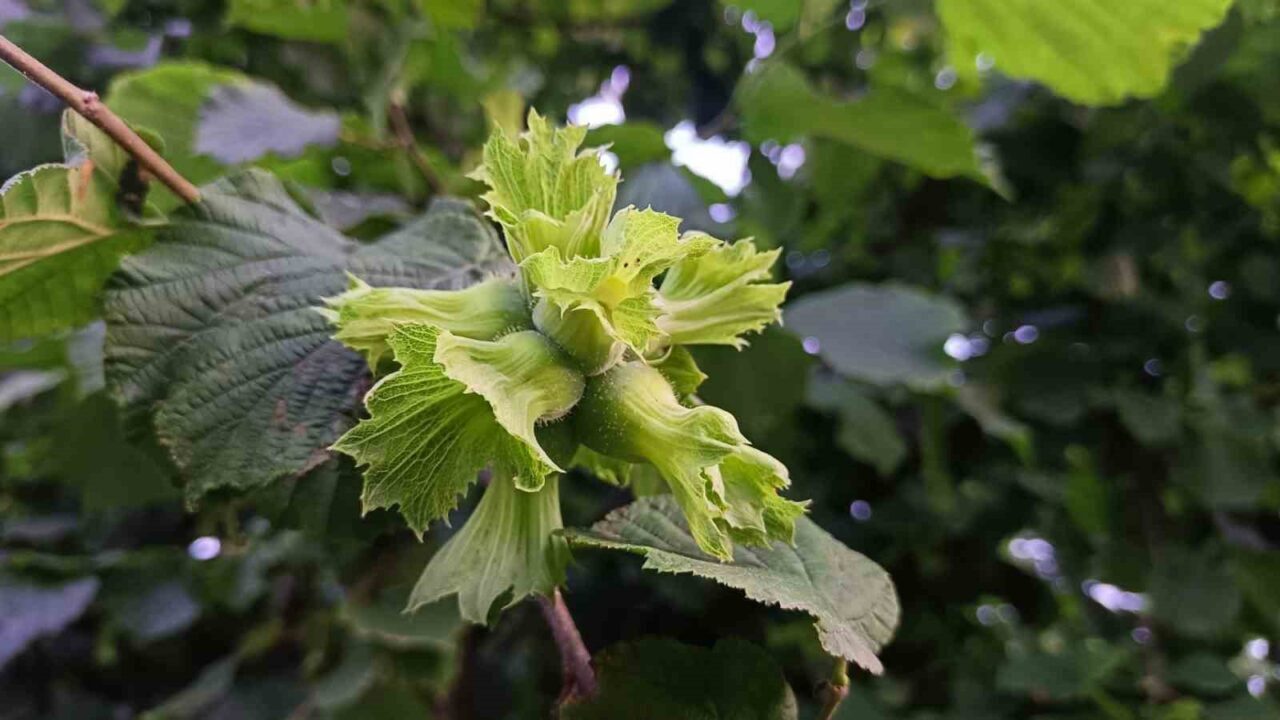 Ordu’da fındık toplama işinde çalışacak işçilerin günlük yevmiyesi bin 200