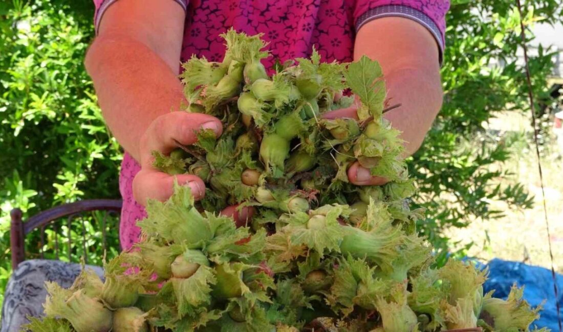 Ordulu üreticiler, Karadeniz Sahil Yolu kenarlarında kurdukları tezgahlarda yaş fındığın