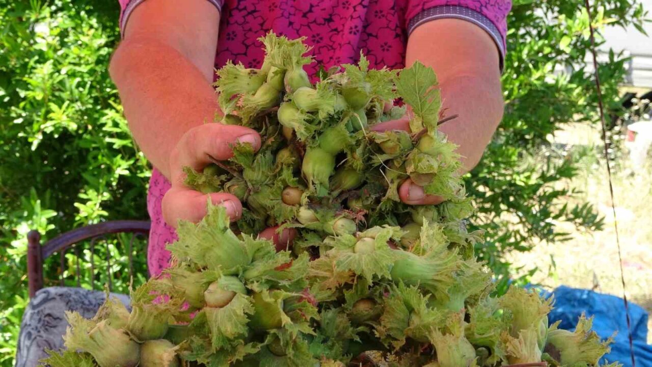 Ordulu üreticiler, Karadeniz Sahil Yolu kenarlarında kurdukları tezgahlarda yaş fındığın