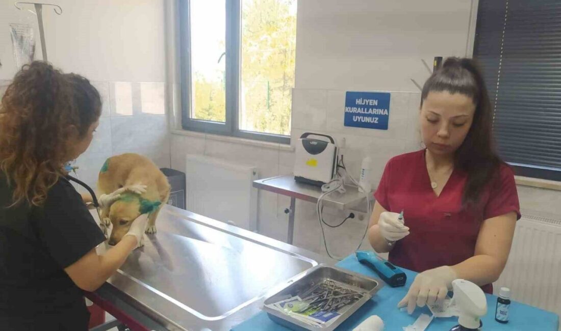 Bursa’nın Gürsu ilçesindeki yangından etkilenen hayvanlara, Bursa Büyükşehir ve Osmangazi