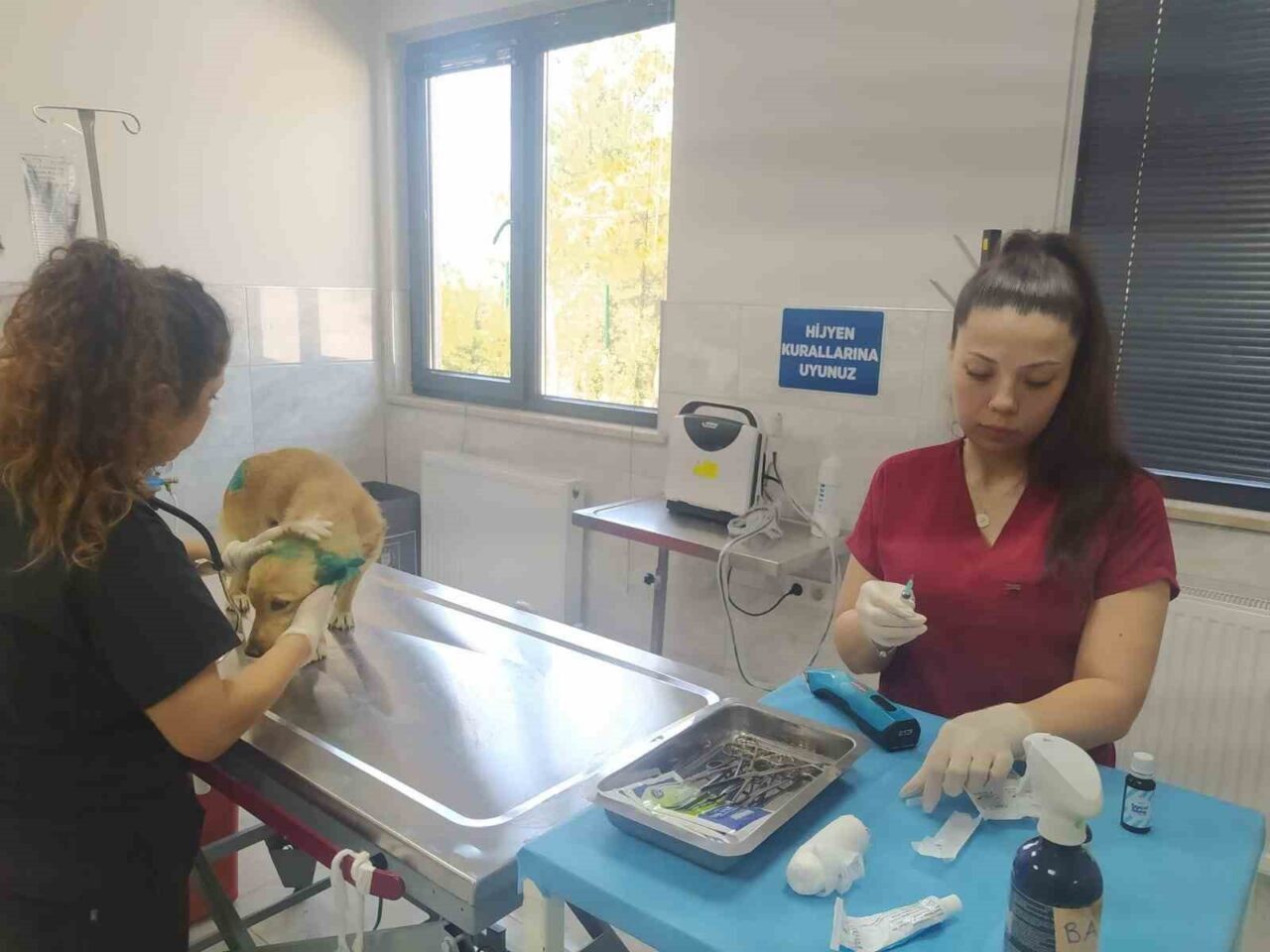 Bursa’nın Gürsu ilçesindeki yangından etkilenen hayvanlara, Bursa Büyükşehir ve Osmangazi