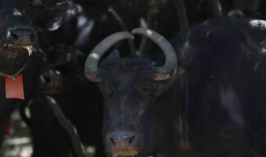 Eskişehir’de bir çiftlikte bulunan mandanın kalp şeklindeki boynuzları dikkat çekiyor.
