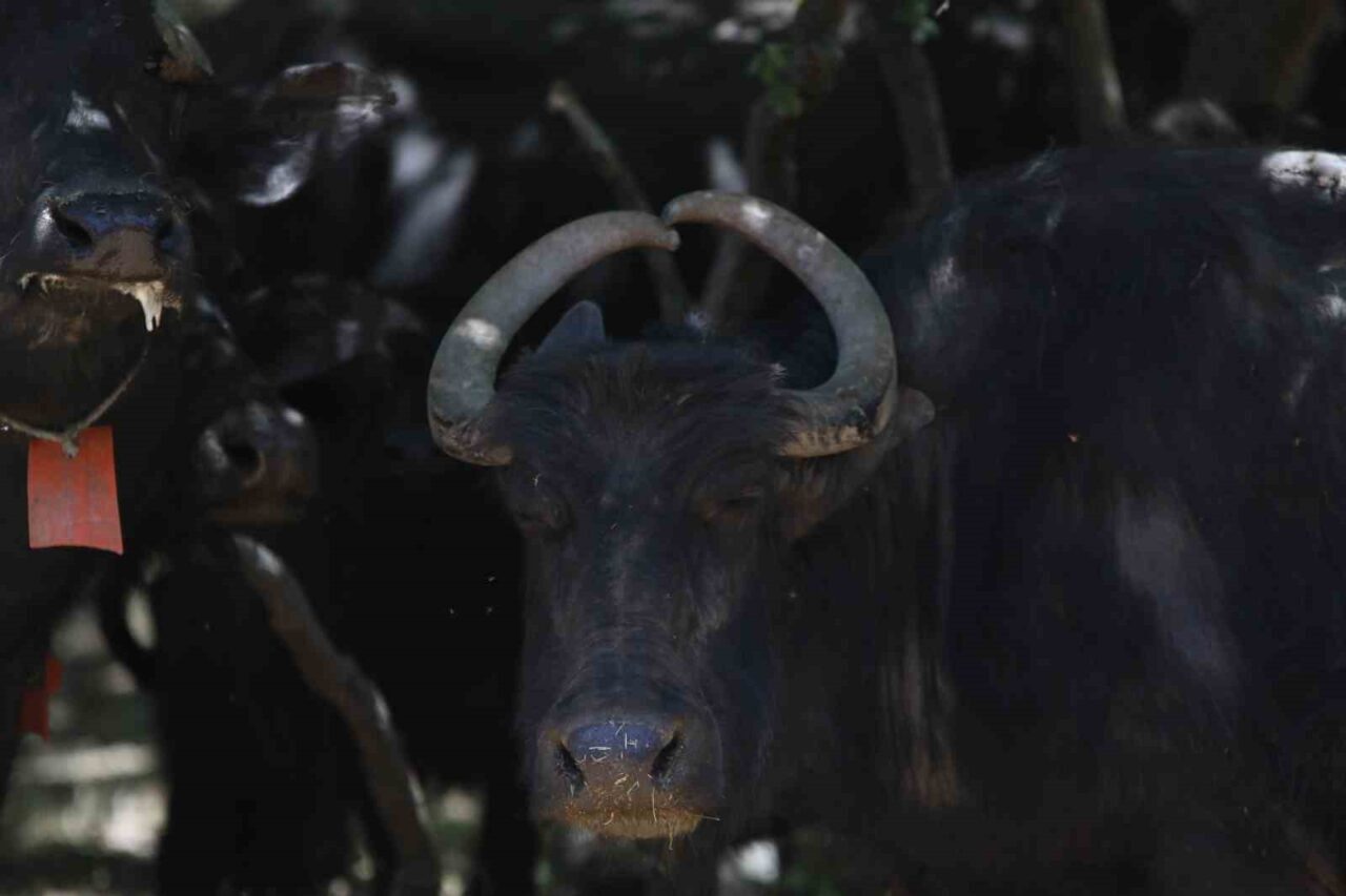 Eskişehir’de bir çiftlikte bulunan mandanın kalp şeklindeki boynuzları dikkat çekiyor.