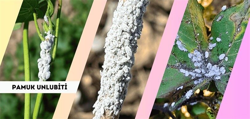 Pamuk üretim alanlarındaki pamuk unlu bitine karşı açıklama yayınlayan İl