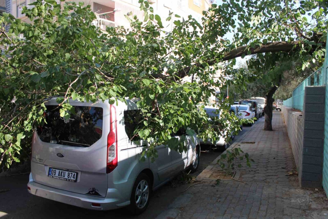 Aydın’ın Efeler ilçesinde park halindeki ağacın üzerine, dut ağacı devrildi.