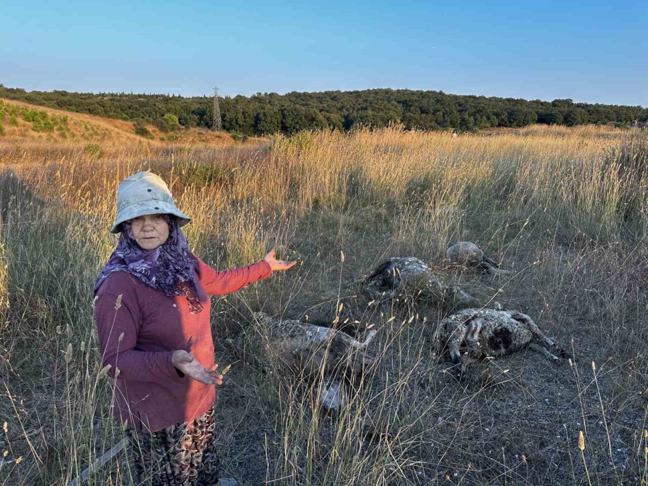 Pendik Kurnaköy’de bir ağıla giren sokak köpekleri 5 koyunu telef