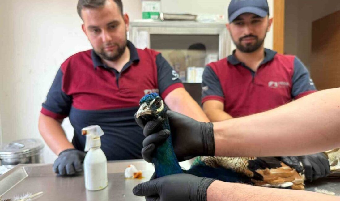 Pendik’te vatandaşların ihbarıyla bulunan tavus kuşu ve yaralı atmaca, belediye