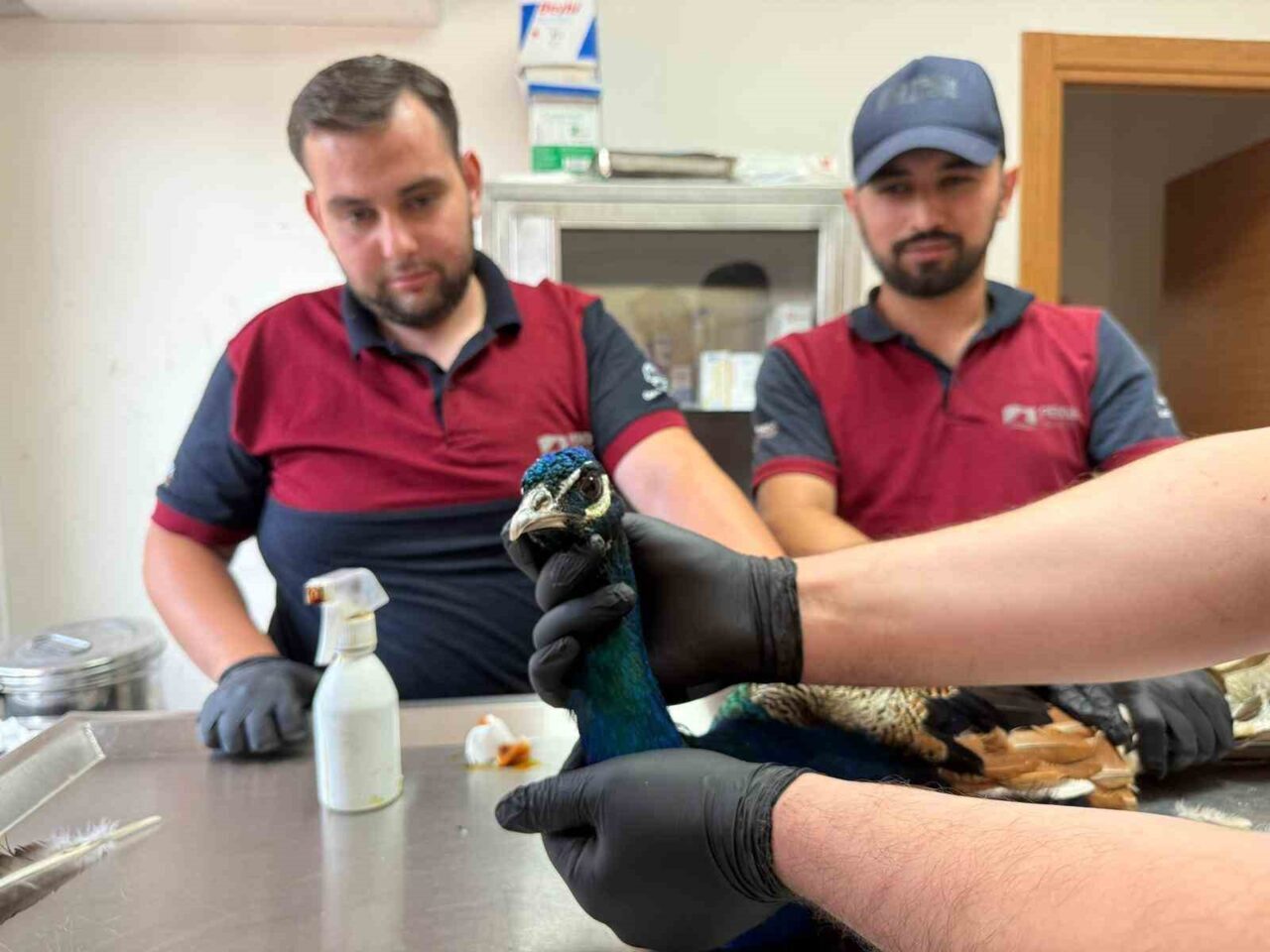 Pendik’te vatandaşların ihbarıyla bulunan tavus kuşu ve yaralı atmaca, belediye