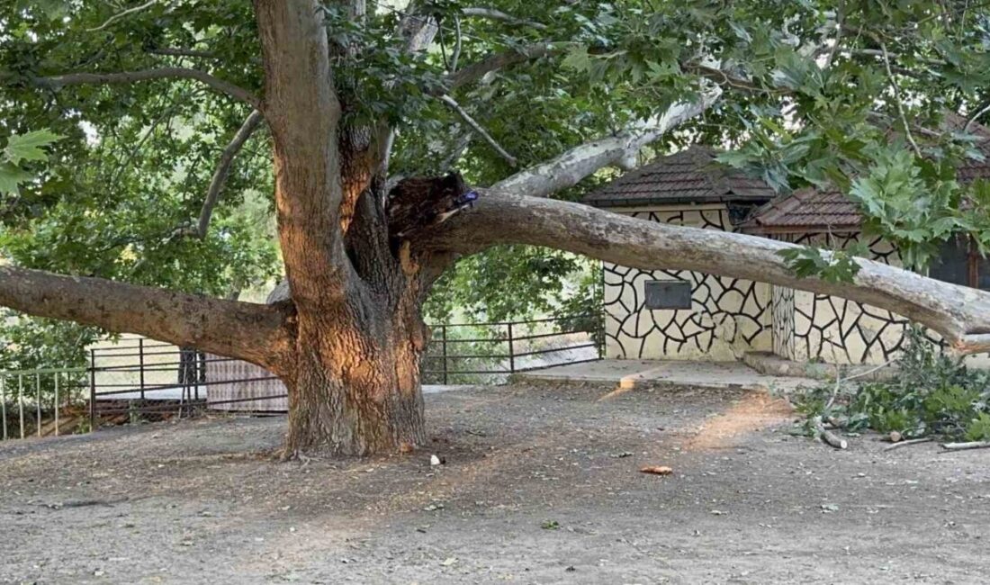 Konya’nın Ereğli ilçesinde piknik alanında bulunan büyük bir çınar ağacının