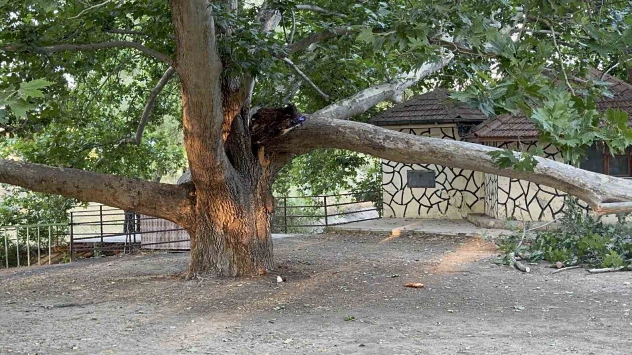Konya’nın Ereğli ilçesinde piknik alanında bulunan büyük bir çınar ağacının