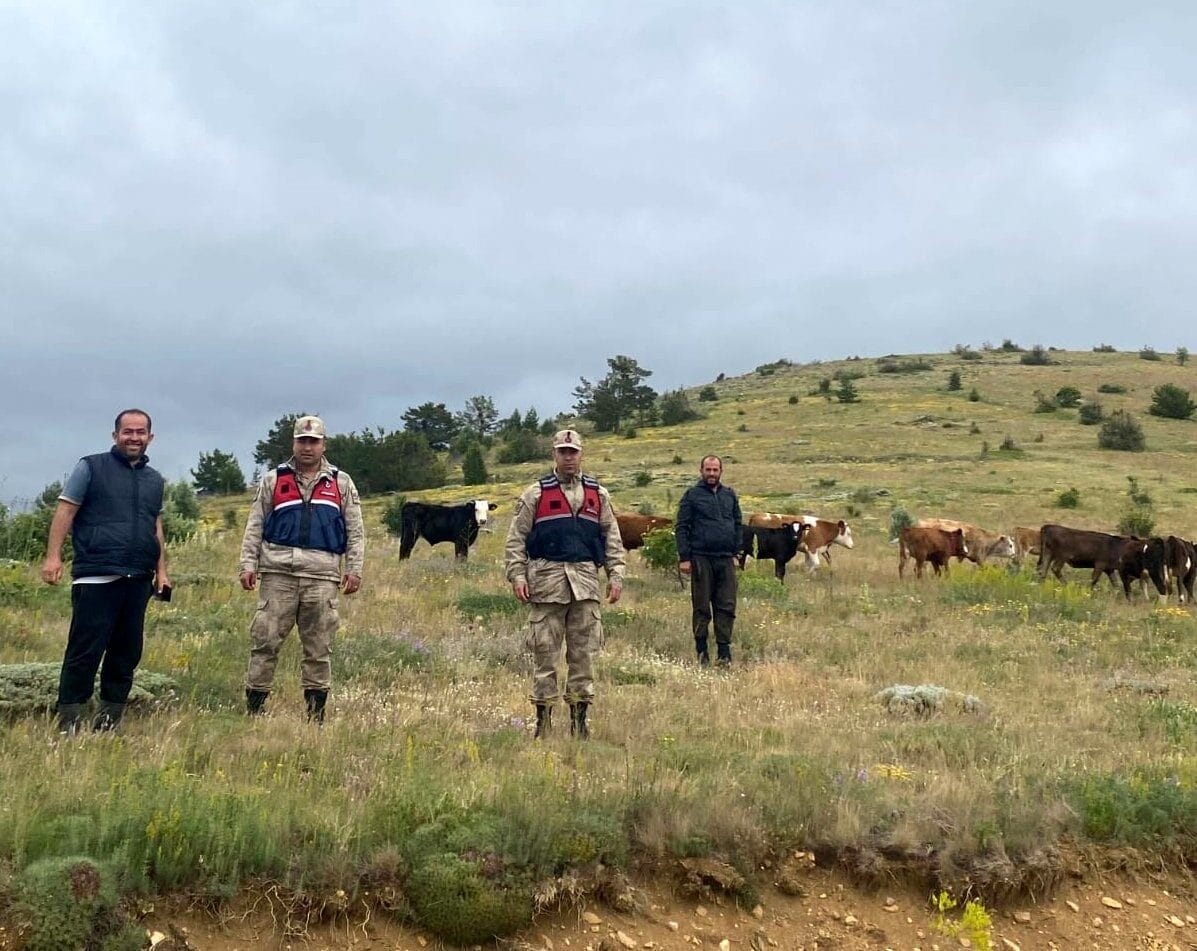 Erzincan’ın Refahiye ilçesinde önceki gün kaybolan 19 büyükbaş hayvan, jandarma