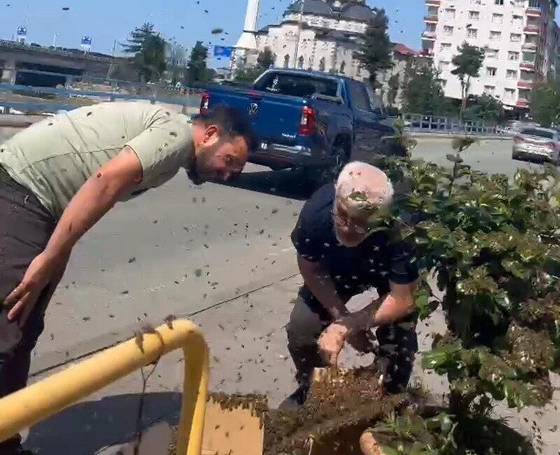 Rize’de oğul bırakan kovanın arıları ilçe merkezindeki çiçek saksısını sarınca
