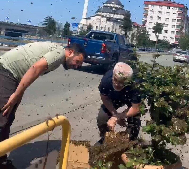 Rize’de oğul bırakan kovanın arıları ilçe merkezindeki çiçek saksısını sarınca