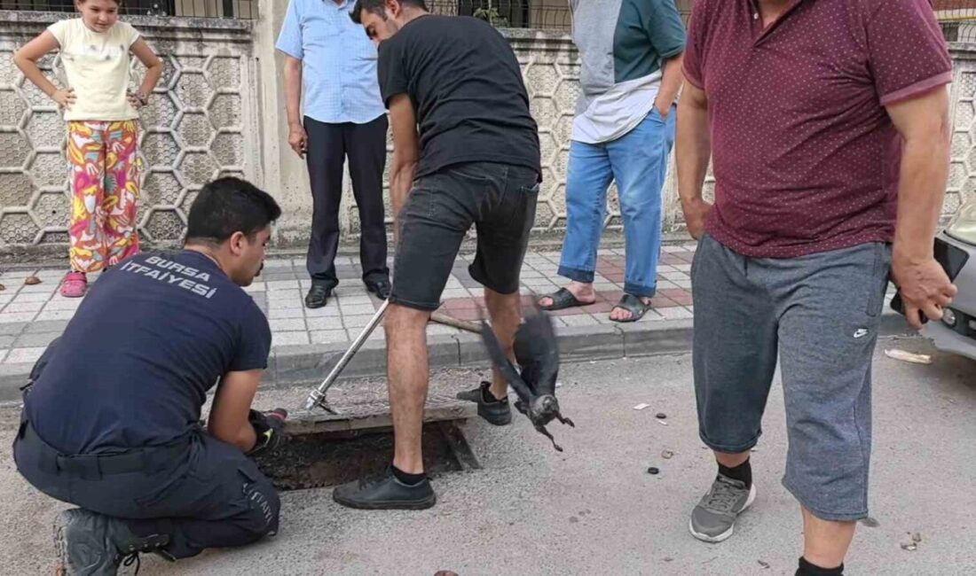 Bursa’nın İnegöl ilçesinde rögara düşen kargayı itfaiye ekipleri kurtardı. Olay