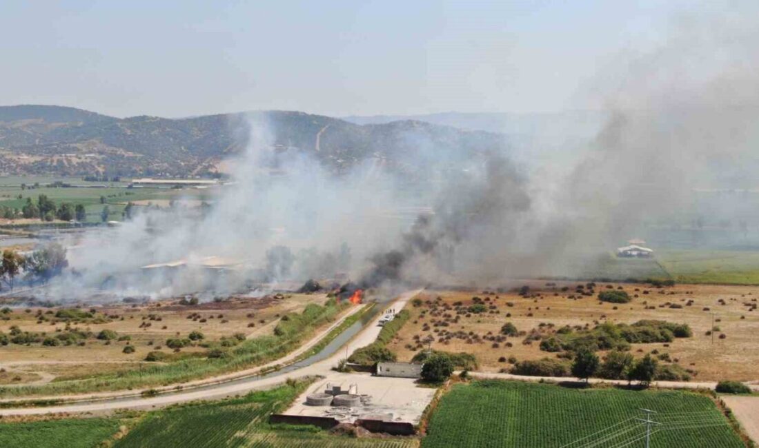 Aydın’ın Efeler ilçesindeki bir arazide çıkan ve rüzgarla geniş alana