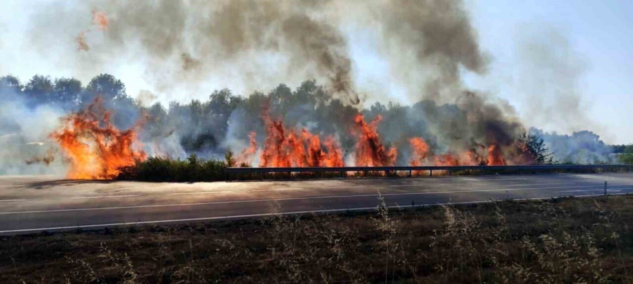 Sakarya’nın Akyazı ilçesi D-140 kara yolunda otluk ve çalılık alanda