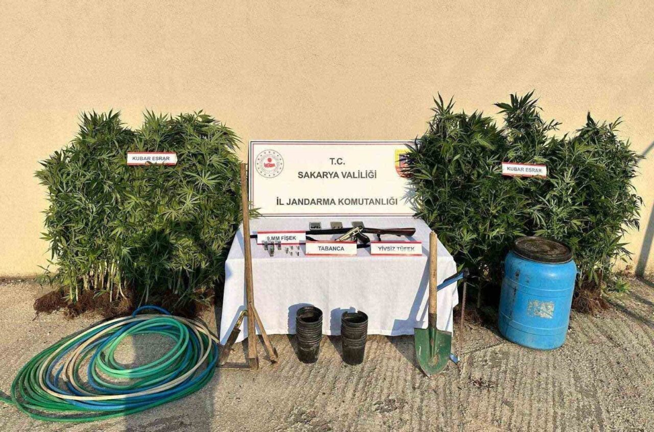 Sakarya’nın Hendek ilçesinde jandarma ekiplerince düzenlenen uyuşturucu operasyonunda 147 kök