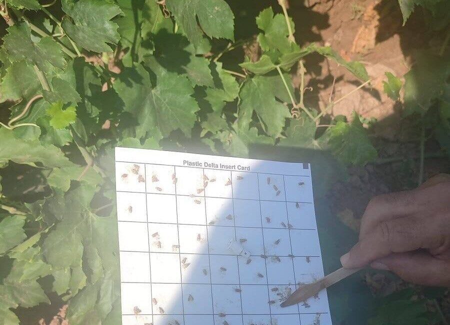 Manisa’nın Salihli ilçesinde Tarım ve Orman Müdürlüğü’nden bağ üreticilerine yönelik