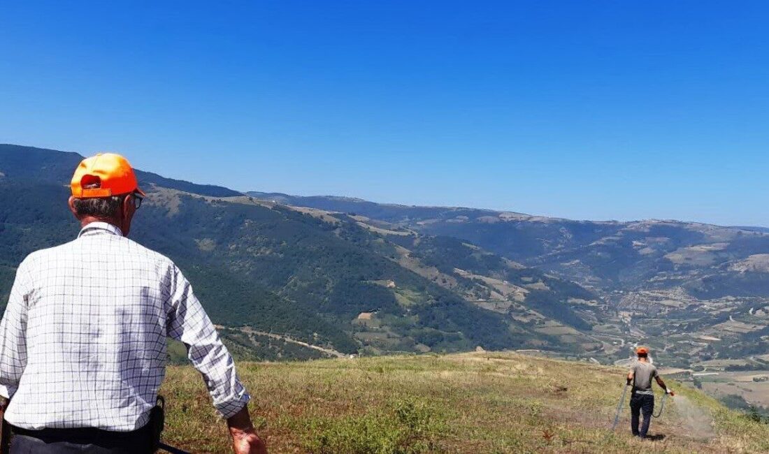 Samsun’un Canik ilçesi Gültepe Mahallesi’nde, çekirge yoğunluğunun ekonomik zarar eşiğine