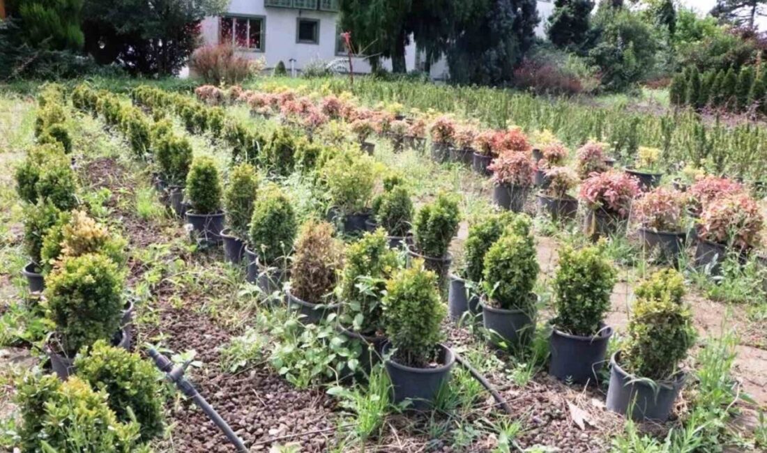 Amasya Orman Bölge Müdürlüğü’ne bağlı Samsun’daki orman fidanlıklarında üretilen yaklaşık